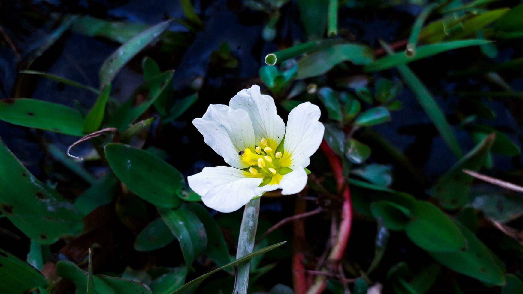 schön Weiß mit Gelb Wildblume foto