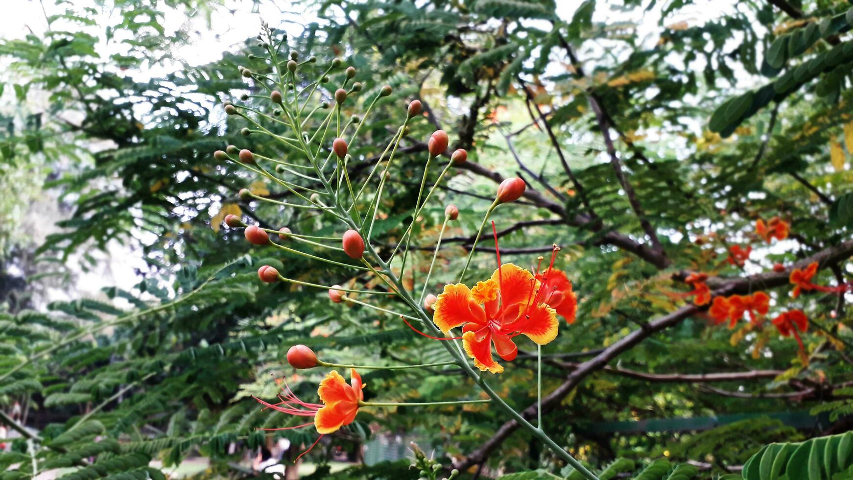 rot und Gelb Zwerg Poinciana Blumen foto