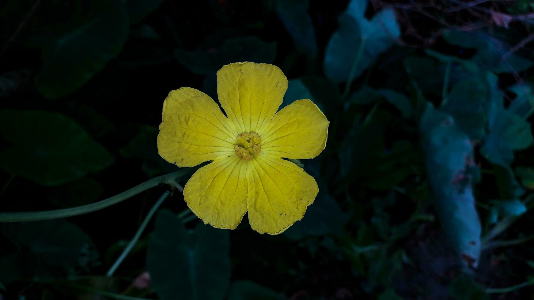schön Gelb Farbe Blume mit Hintergrund foto