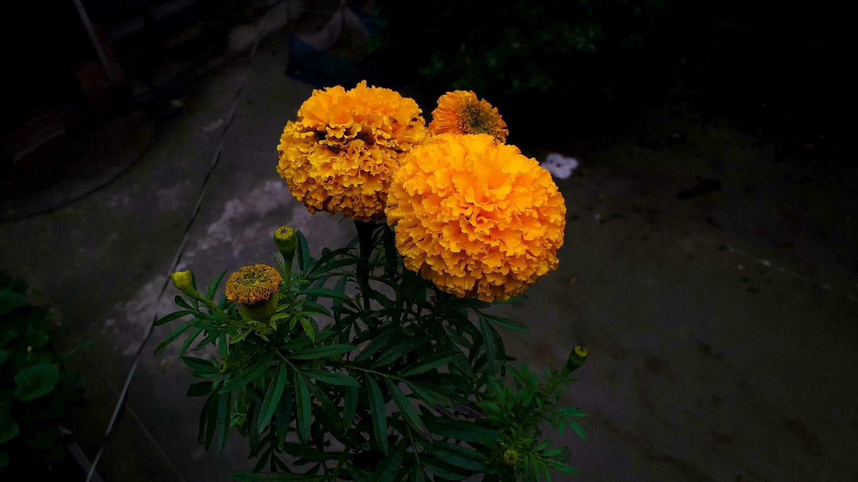 schön Ringelblume Blumen foto