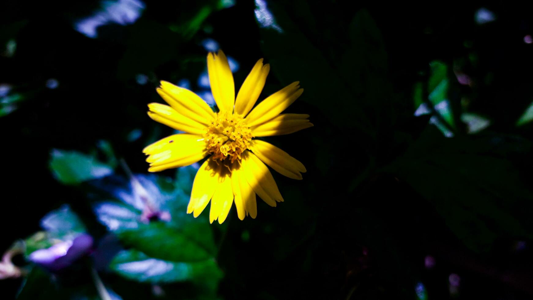 schön Gelb Farbe Blume Hintergrund foto