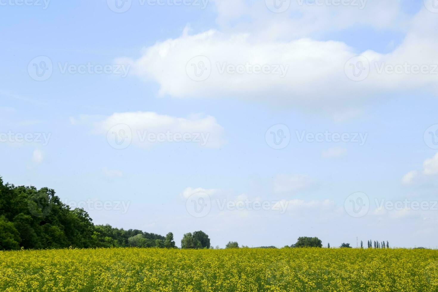 Raps Feld. Gelb vergewaltigen Blumen, Feld Landschaft. Blau Himmel und vergewaltigen auf das Feld. foto