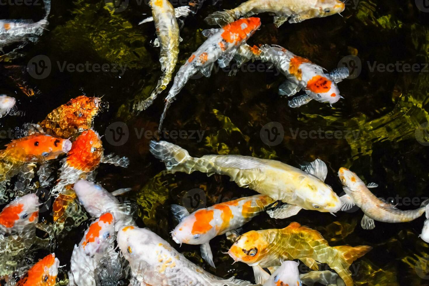 bunte ausgefallene Karpfenfische, Koi-Fische foto