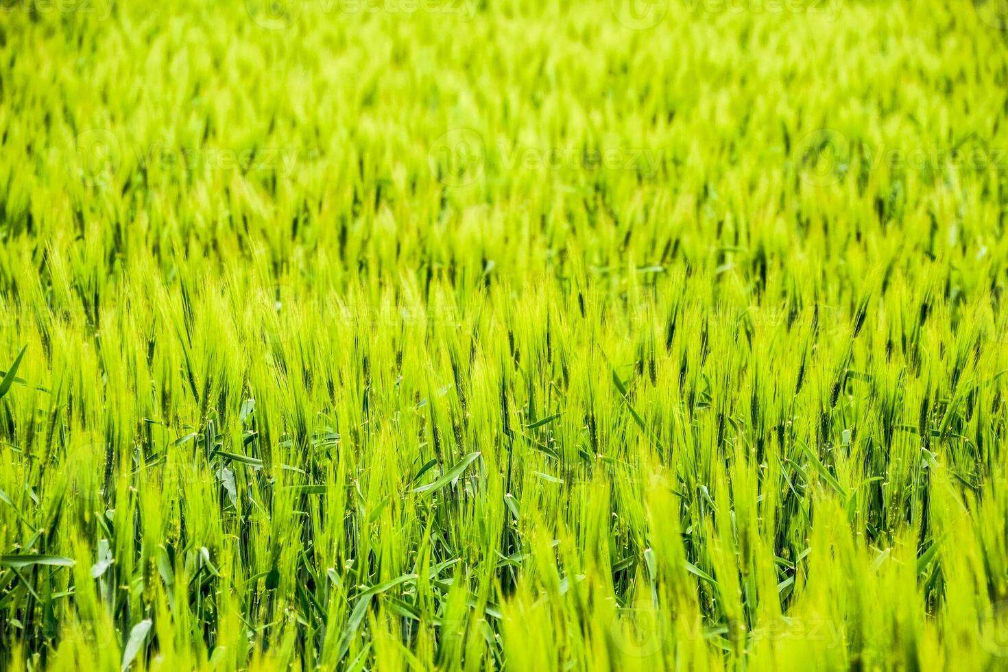 Feld von Grün unreif Gerste. Ährchen von Gerste. das Feld ist Gerste, ländlich Landschaft. foto