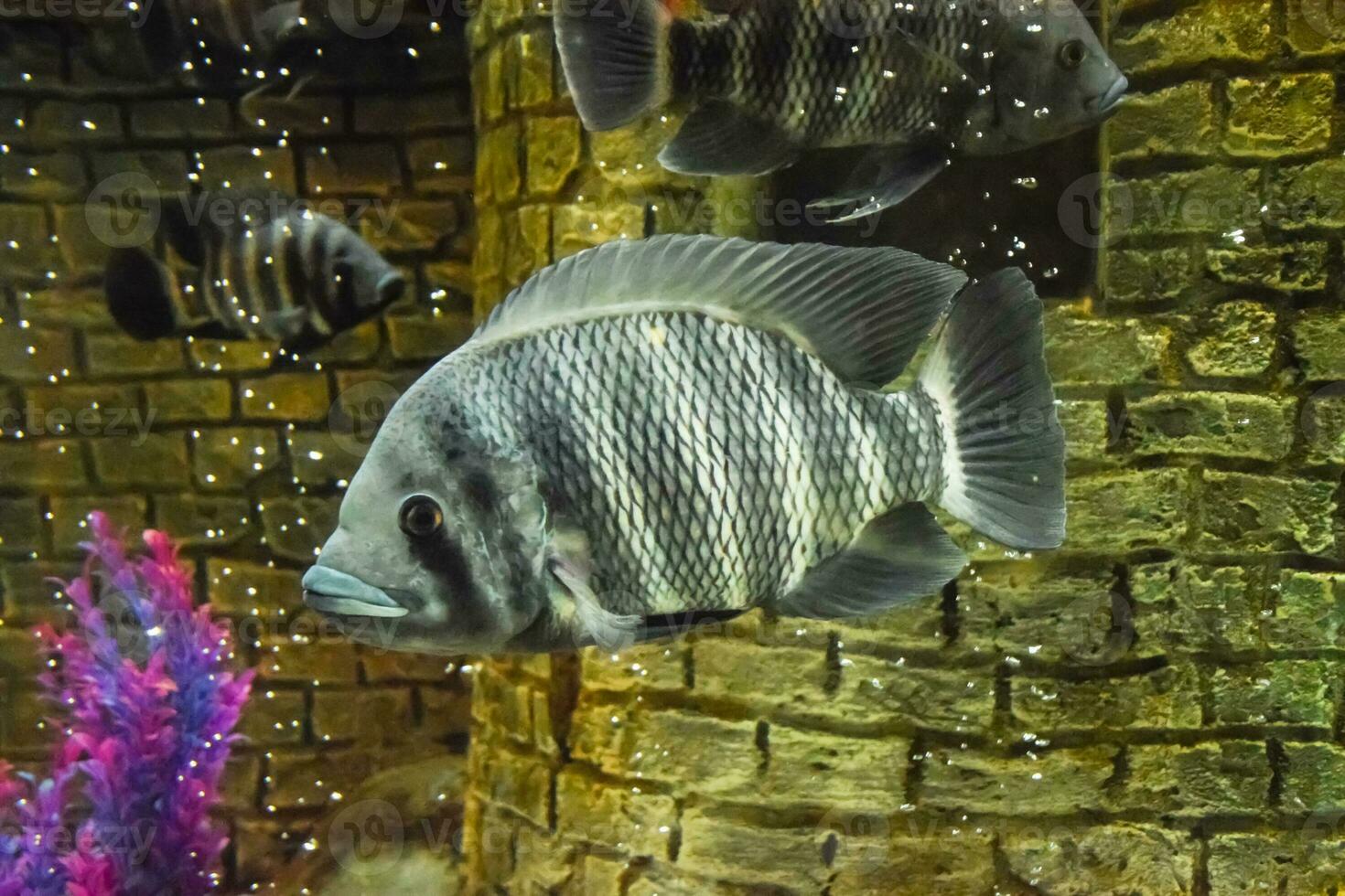 Fisch im das Aquarium von Aquarium, foto