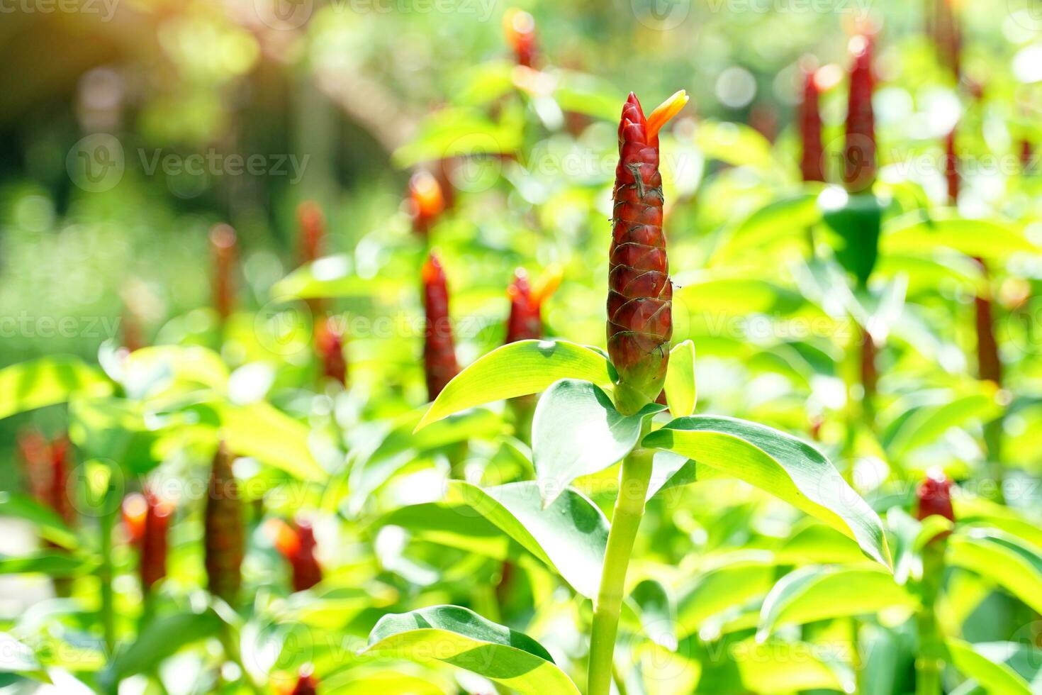 costus woodsonii, costus speciosus ist eine krautige Pflanze. Unter der Erde befindet sich ein Rhizom, oft in Büscheln, mit roten Blüten, die Ingwerblüten ähneln. foto