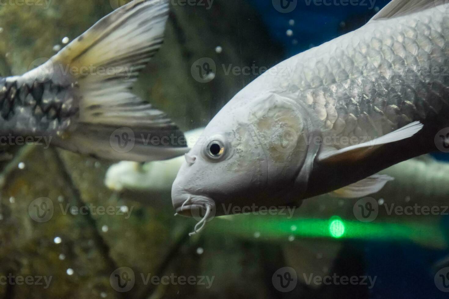 Fisch im das Aquarium von Aquarium, foto