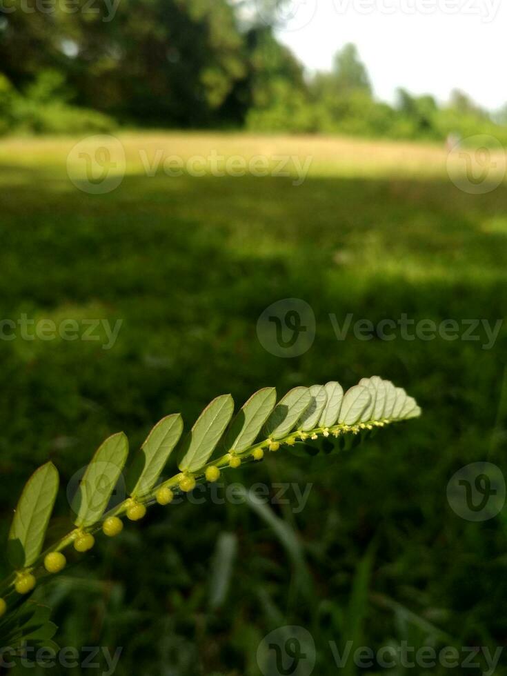 Porträt von Blätter im das Nachmittag foto