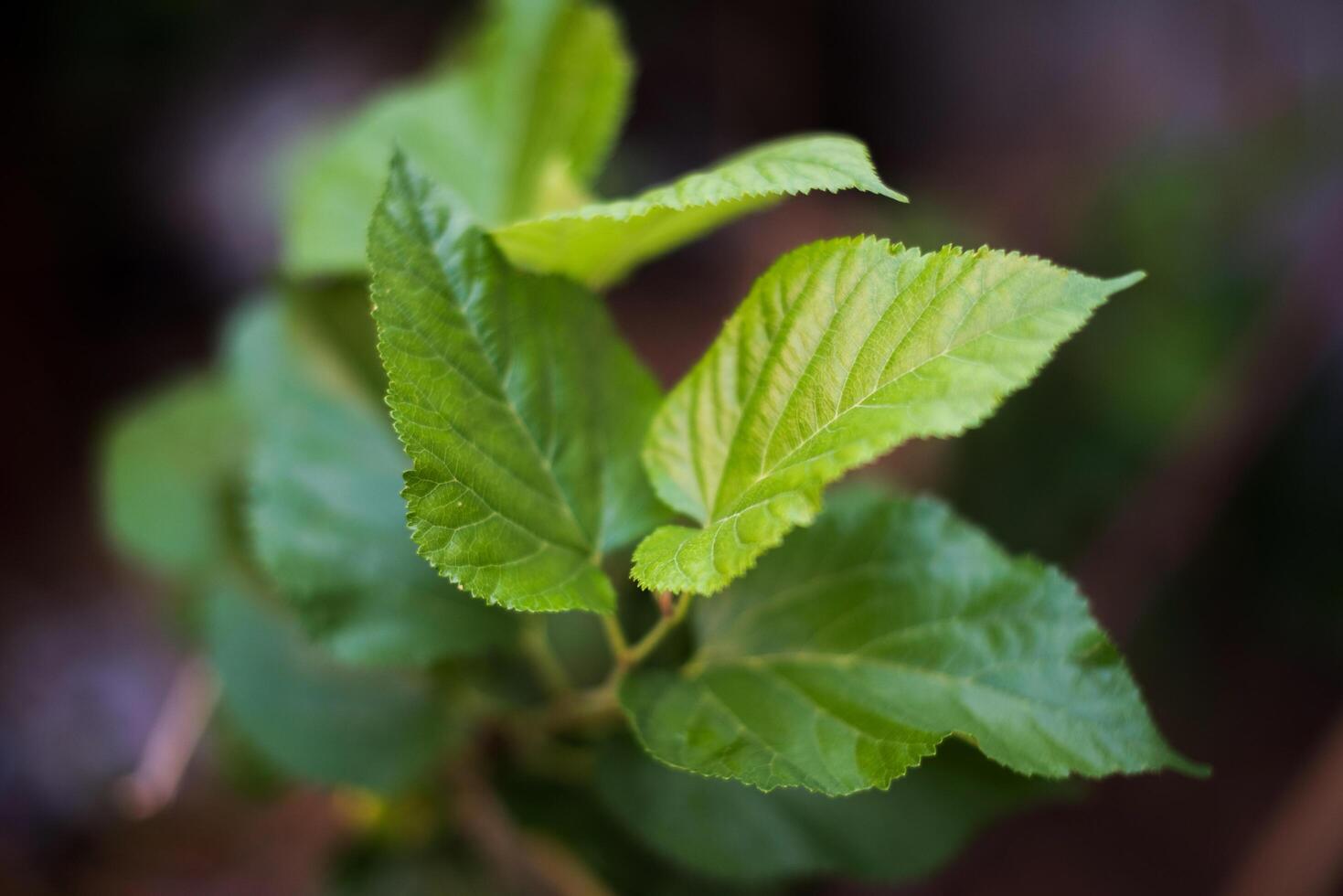 grünes Blatt im Naturhintergrund foto