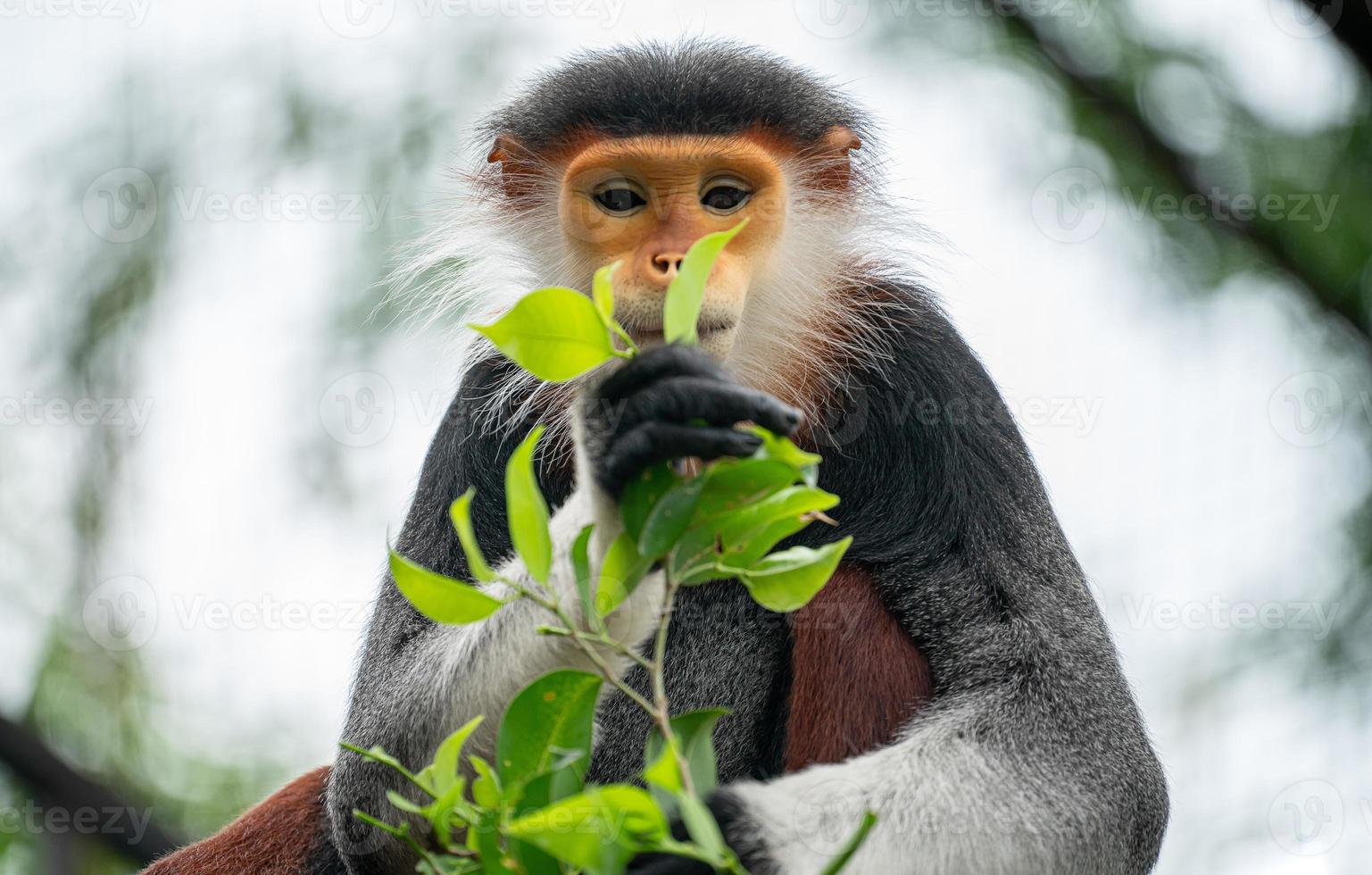 rotschenkliger Douc langur foto