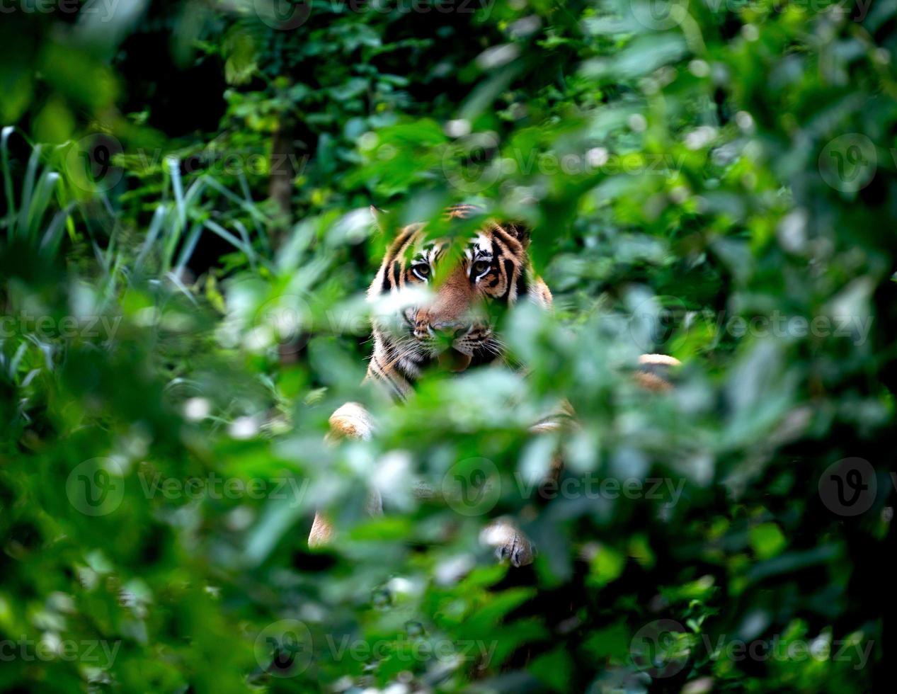 bengalischer Tiger ruht unter grünem Busch foto