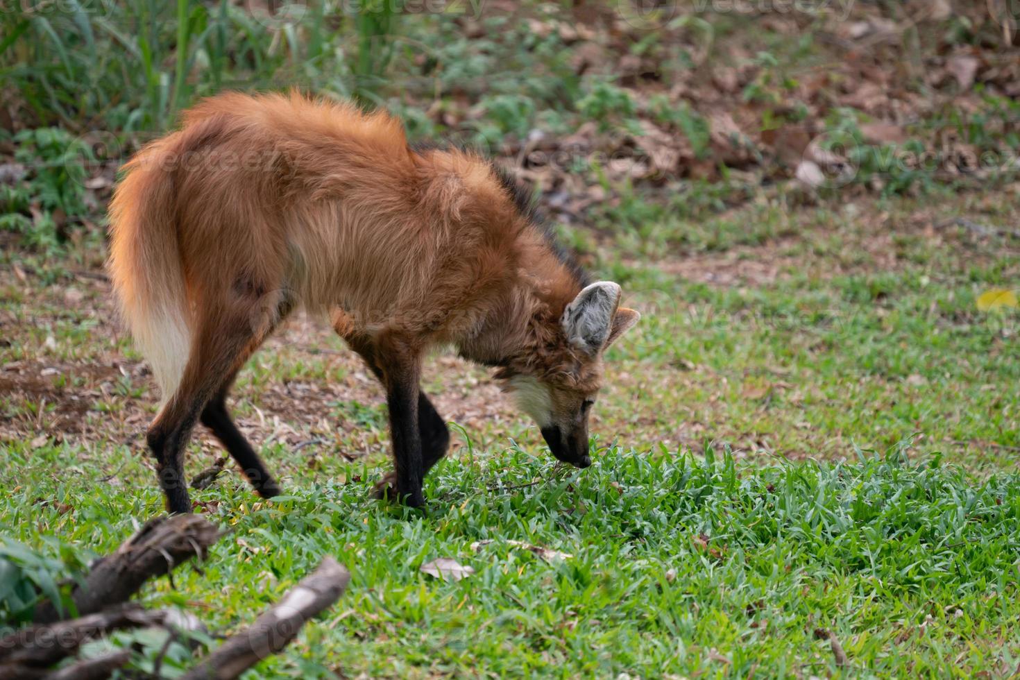 Mähnenwolf Chrysocyon brachyurus foto