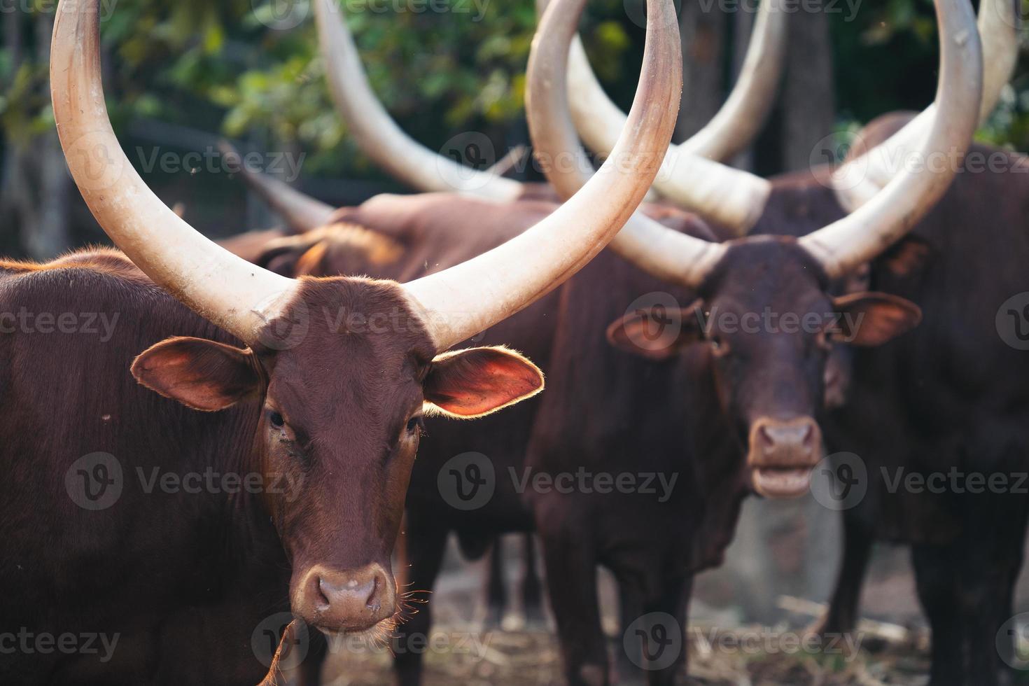 Ankole Watusi Rinder im Zoo foto