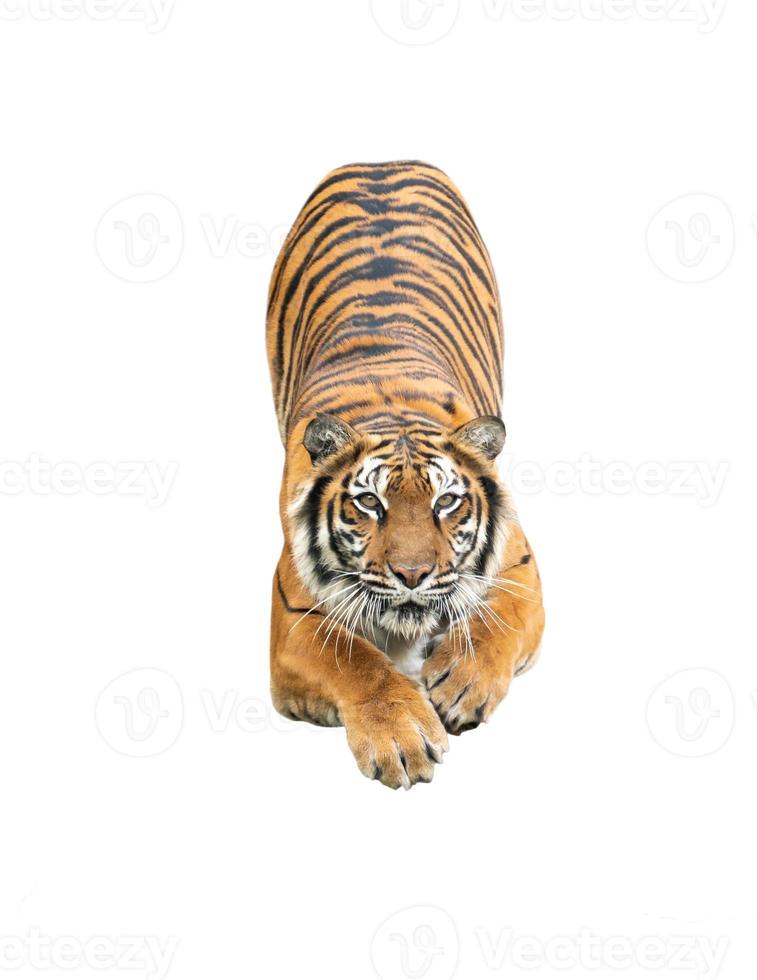 bengalischer Tiger isoliert foto