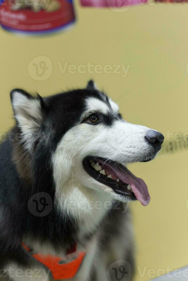 süß sibirisch heiser Hund mit Hund Leine auf das Fußboden im das Haustier Messe mit Menschen Füße foto