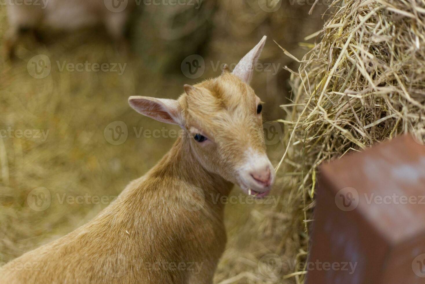 Baby Ziege im das Show Käfig Anzeige Scheune Stroh Bauernhof im das Haustier Messe foto