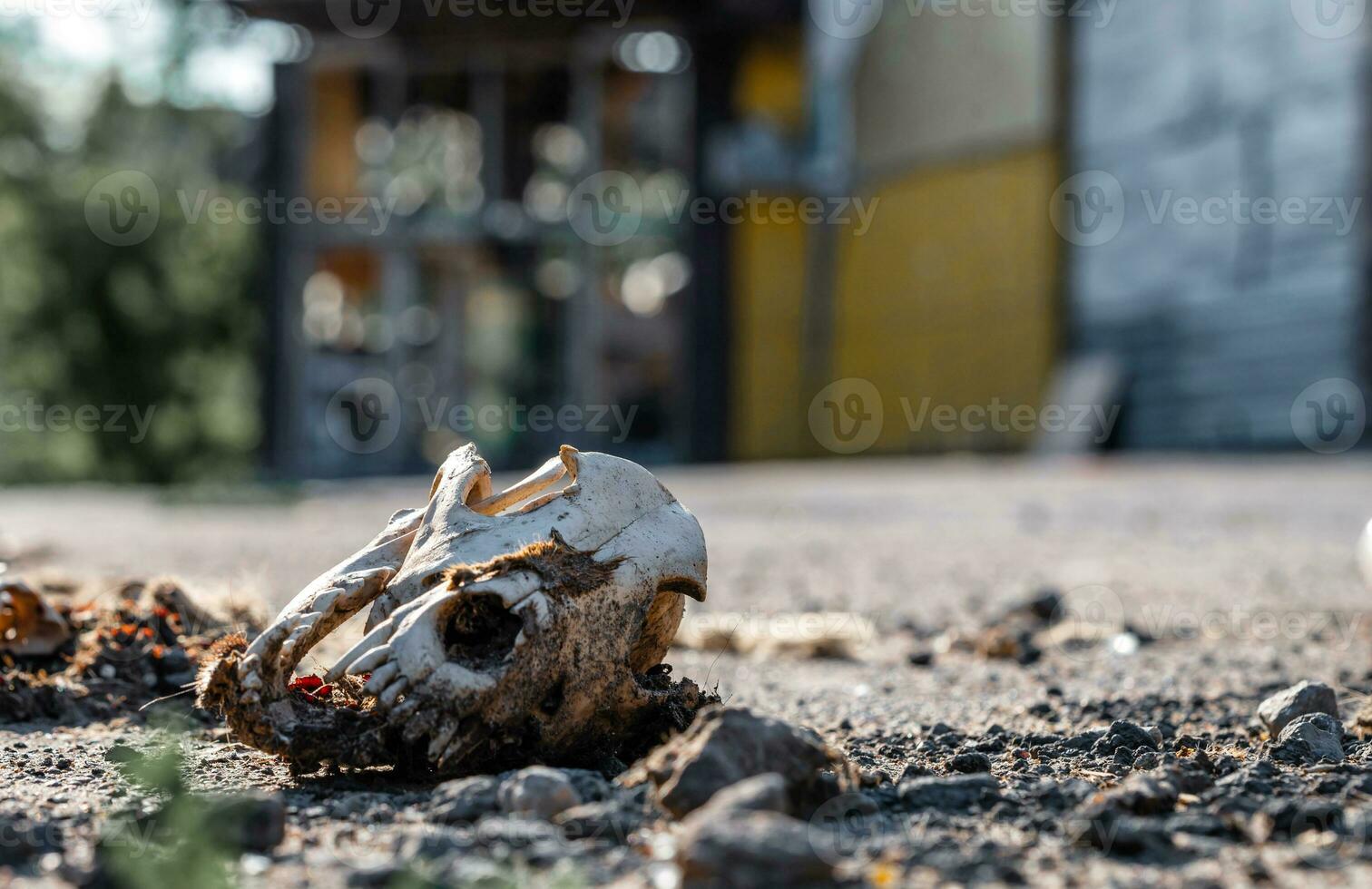 Hund Schädel auf das Stadt Straße gegen das Hintergrund von ein Blau Gelb Gebäude Krieg Ukraine foto