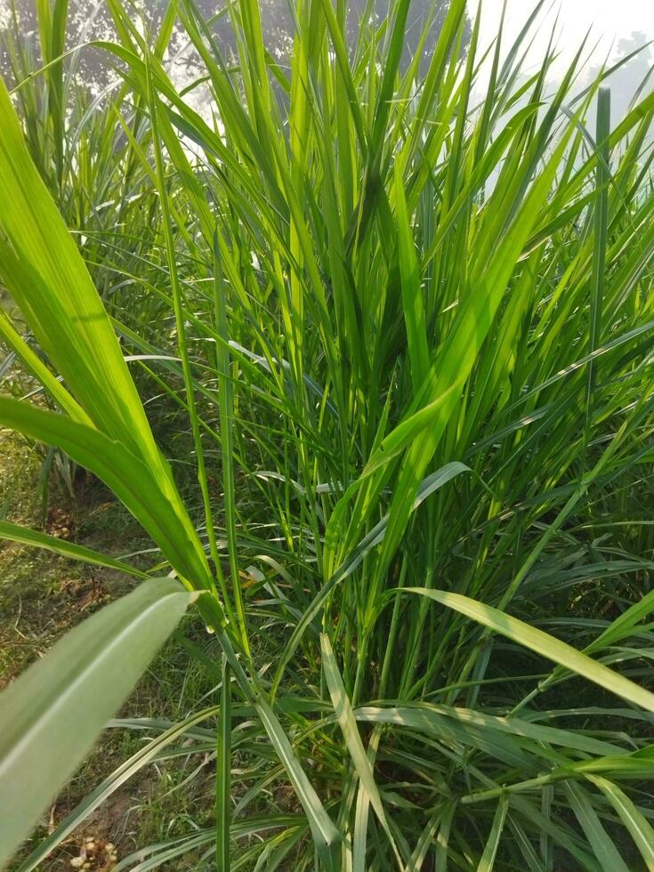 napier Gras Anbau Methoden und ernährungsphysiologisch Eigenschaften 1. Einführung von Gras Sorten 2. ernährungsphysiologisch Eigenschaften und Verwendet von diese Gras 3. Gras Stecklinge und Saat foto