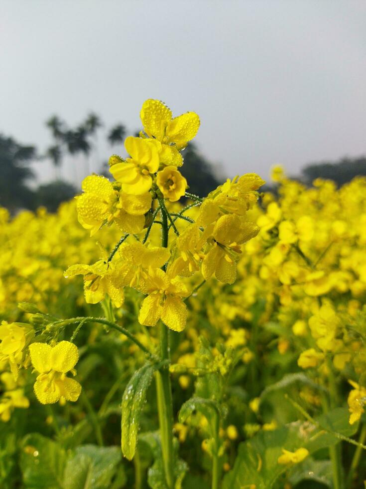 suchen beim das Feld, es ist wie wenn ein Gelb Teppich hat gewesen Verbreitung über das Horizont. im das Land von das Gelb König von Senf Blumen, das Ernte Feld ist Summen mit das summen von Bienen Sammeln ho foto