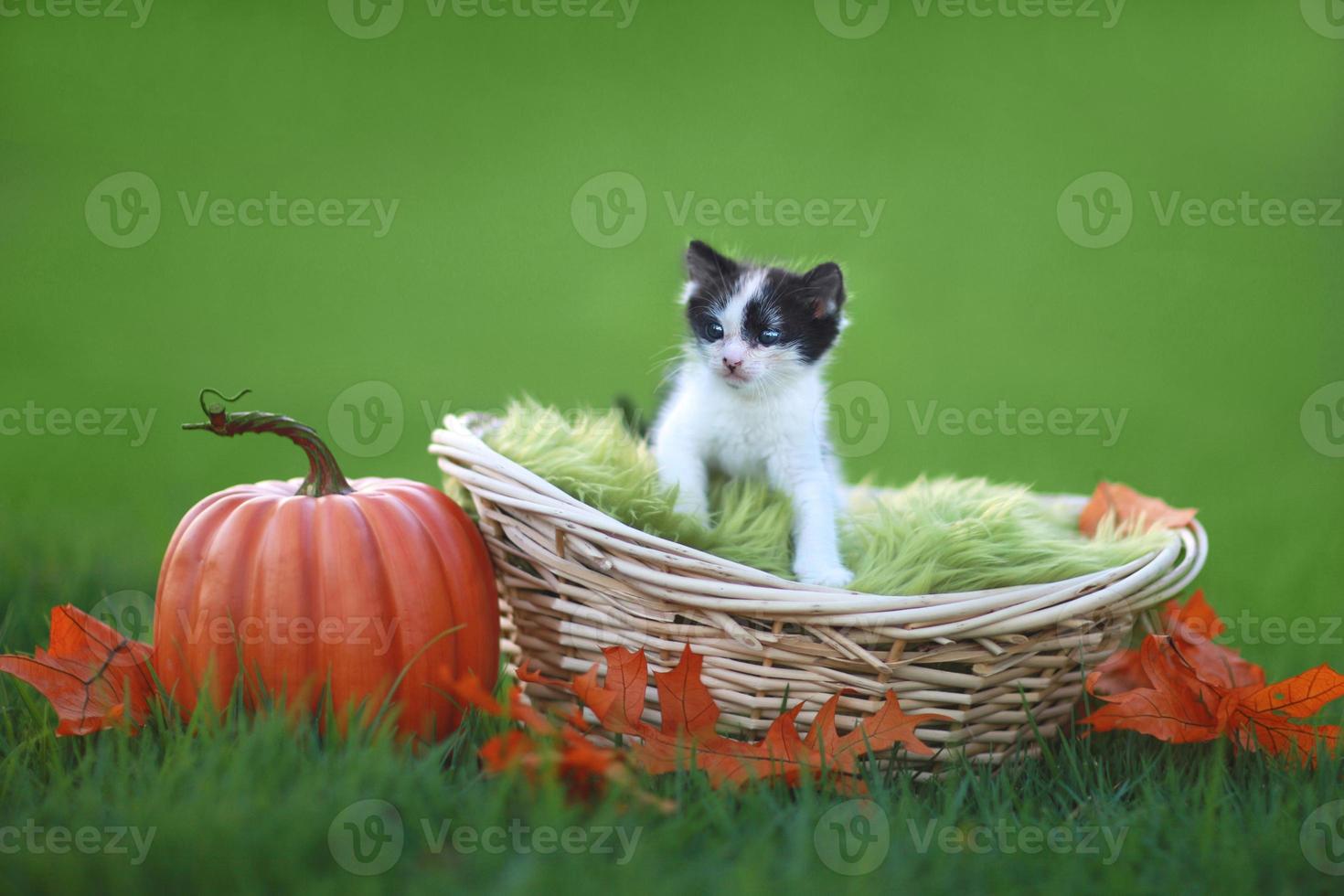 Babykätzchen draußen im Gras foto