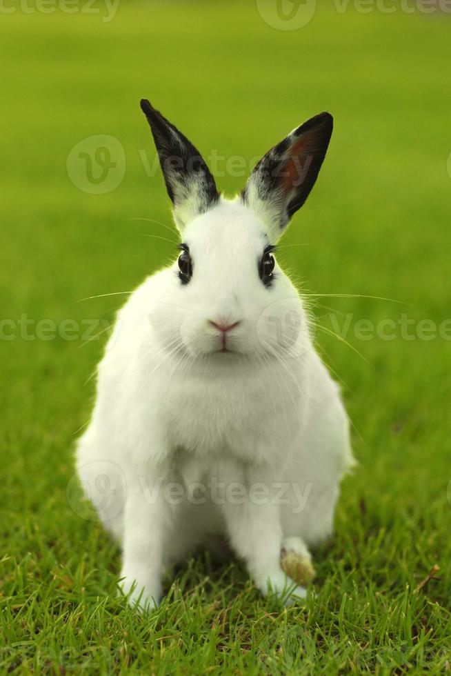 weißes Häschen im Freien im Gras foto