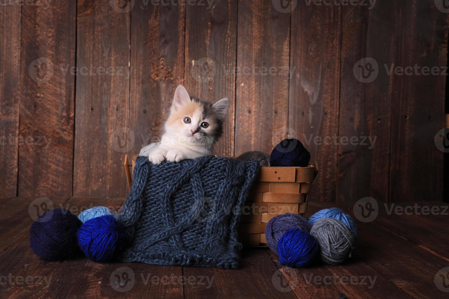 süßes Kätzchen im Studio foto