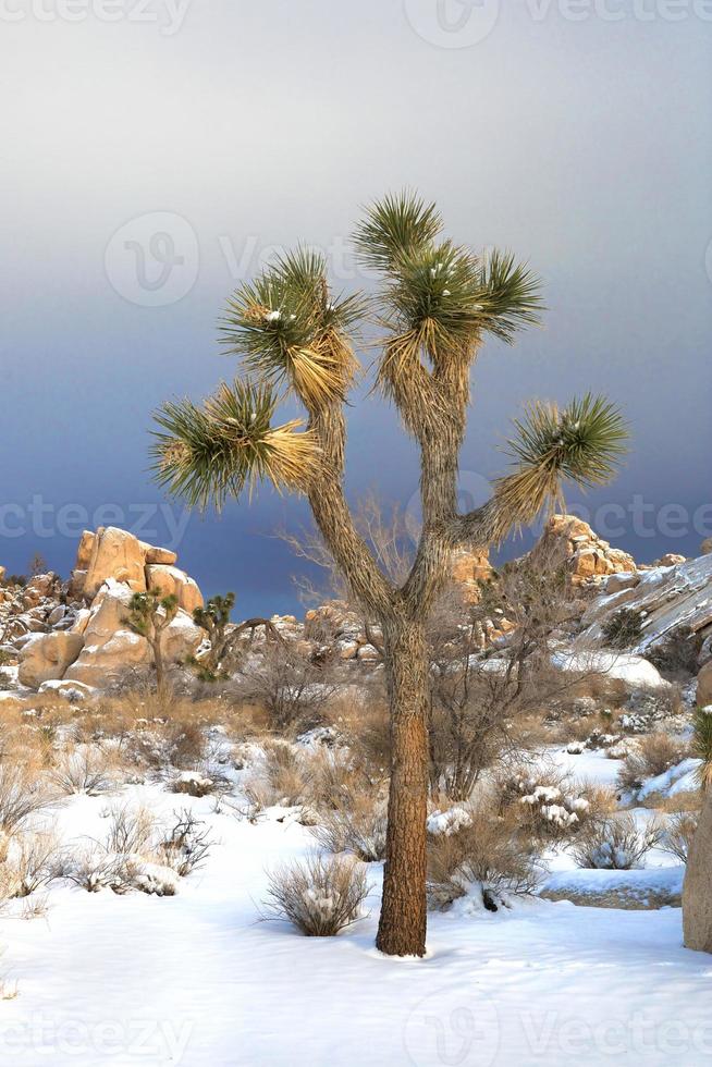 verschneite Landschaft im Joshua Tree Nationalpark foto