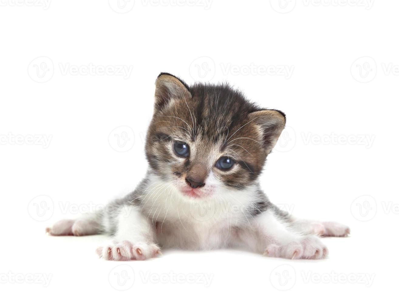 Baby süßes Kätzchen auf weißem Hintergrund foto