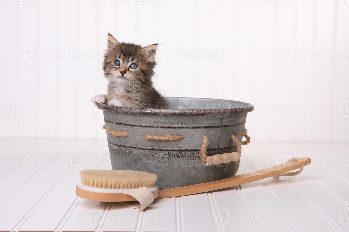 Kätzchen im Waschbottich werden mit Schaumbad gepflegt foto
