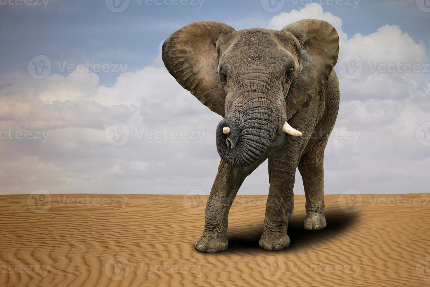 einsamer afrikanischer Elefant im Freien bei Tageslicht foto