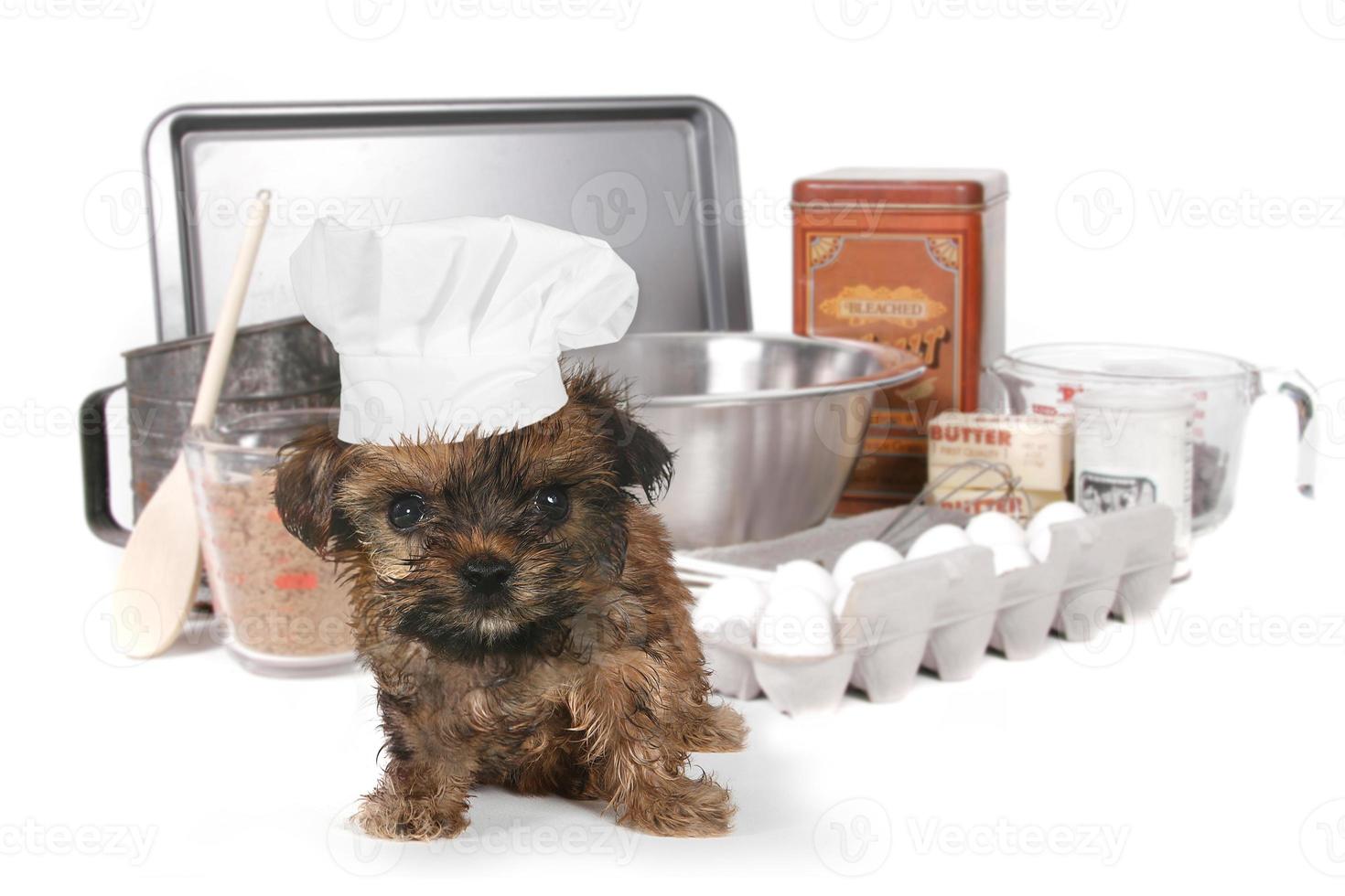 süßer Yorkshire Terrier Koch mit Hut foto