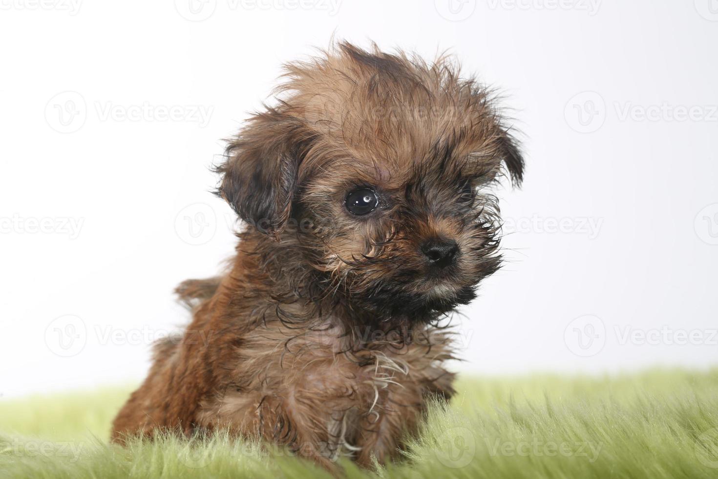 Teetasse Yorkshire Terrier auf weißem Hintergrund foto