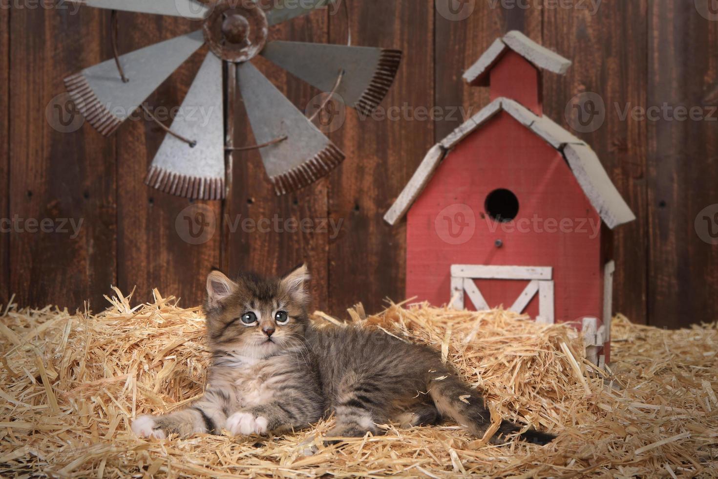 süßes Kätzchen in einer Scheunenumgebung mit Stroh foto