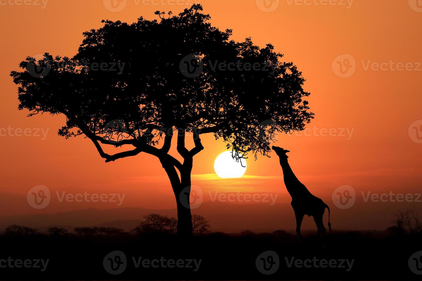 große südafrikanische giraffen bei sonnenuntergang in afrika foto