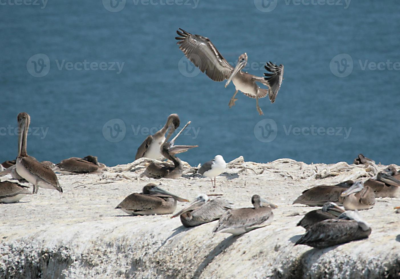 wilde Pelikane auf einer Klippe kommunizieren foto