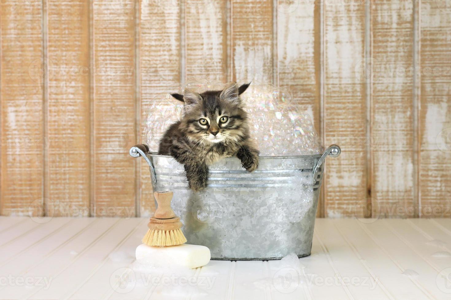 Kätzchen in einer Badewanne mit Blasen foto