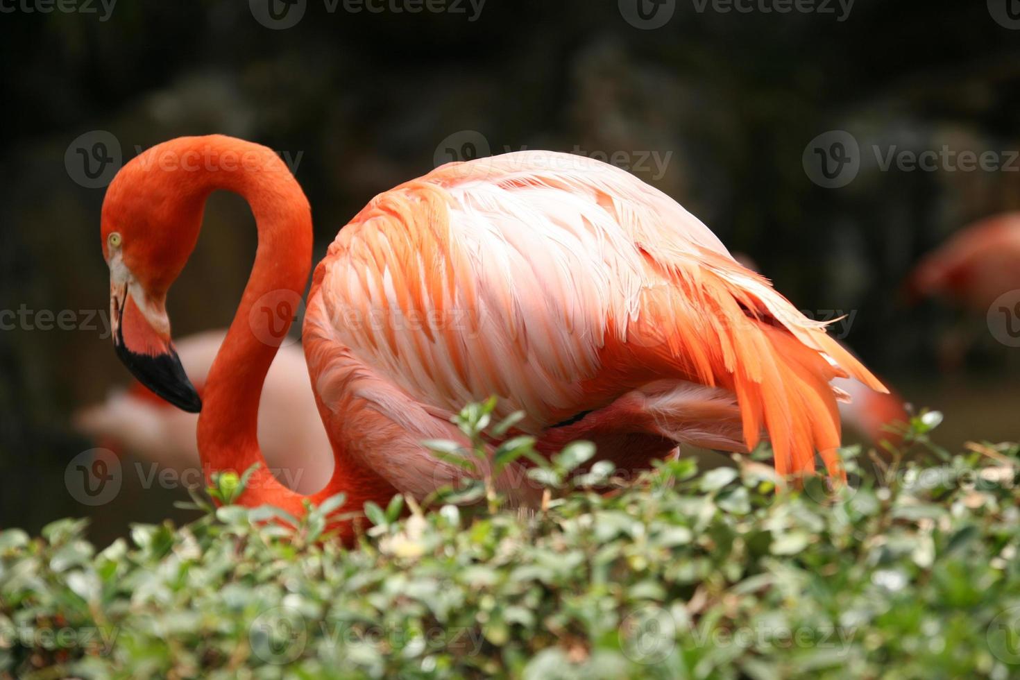schöner Flamingo im Freien foto