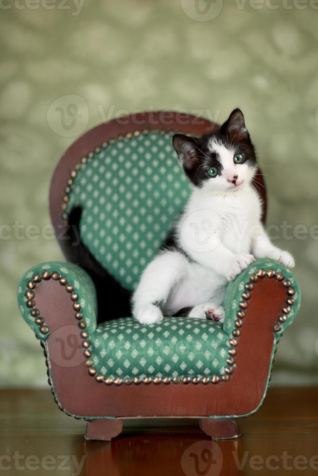 kleines Kätzchen sitzt auf einem Stuhl foto