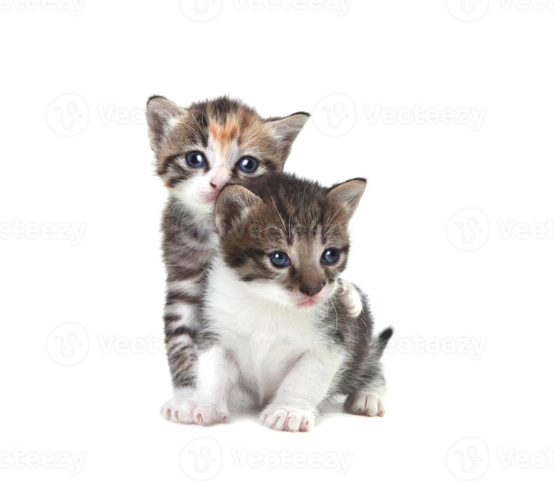 süße neugeborene Kätzchen leicht isoliert auf weiß foto