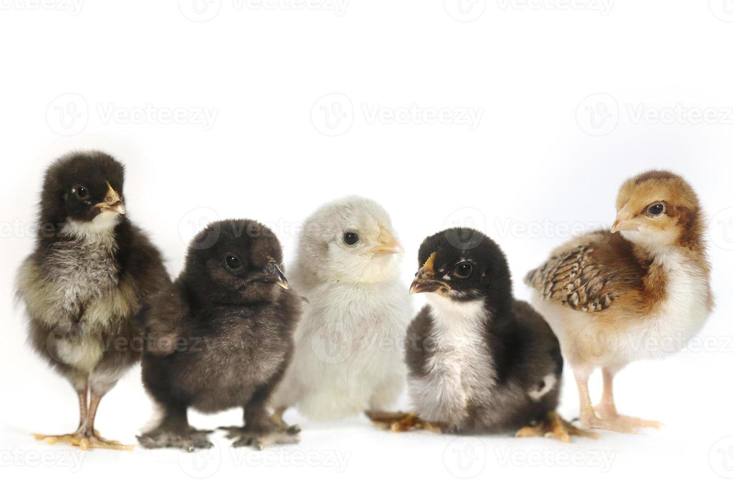 viele Kükenbabys aufgereiht auf Weiß foto