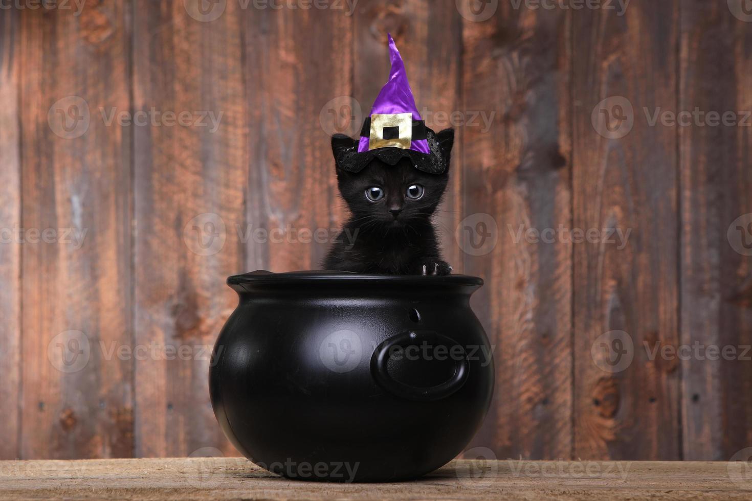 entzückende schwarze halloween hexenkatze foto