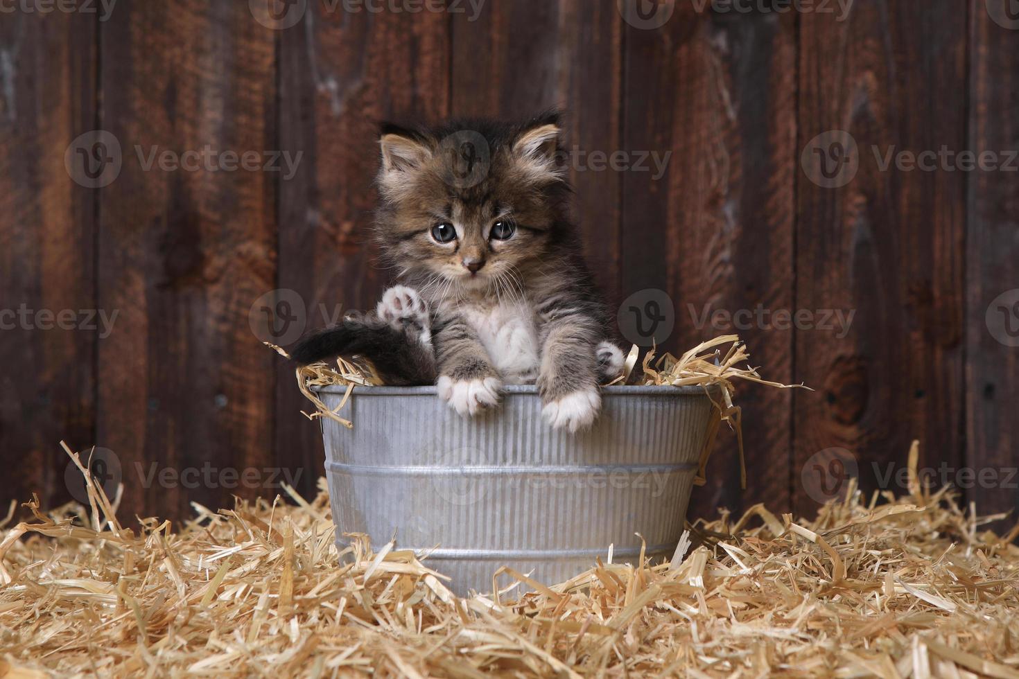 süße entzückende Kätzchen in einer Scheunenumgebung mit Heu foto