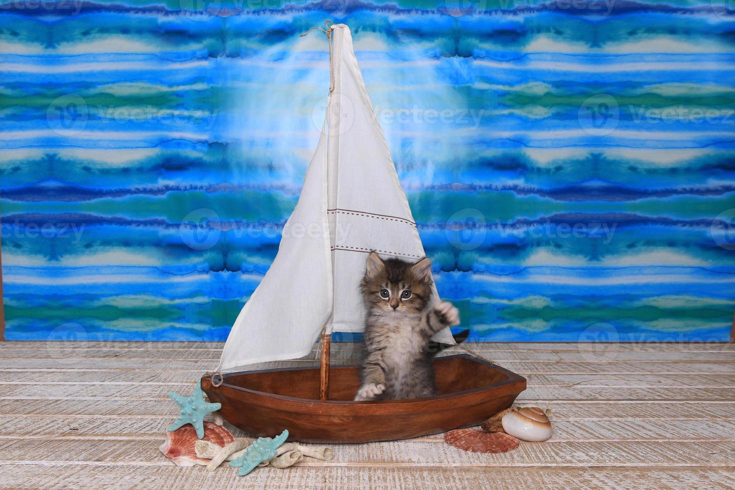 Maincoon-Kätzchen mit großen Augen im Segelboot foto