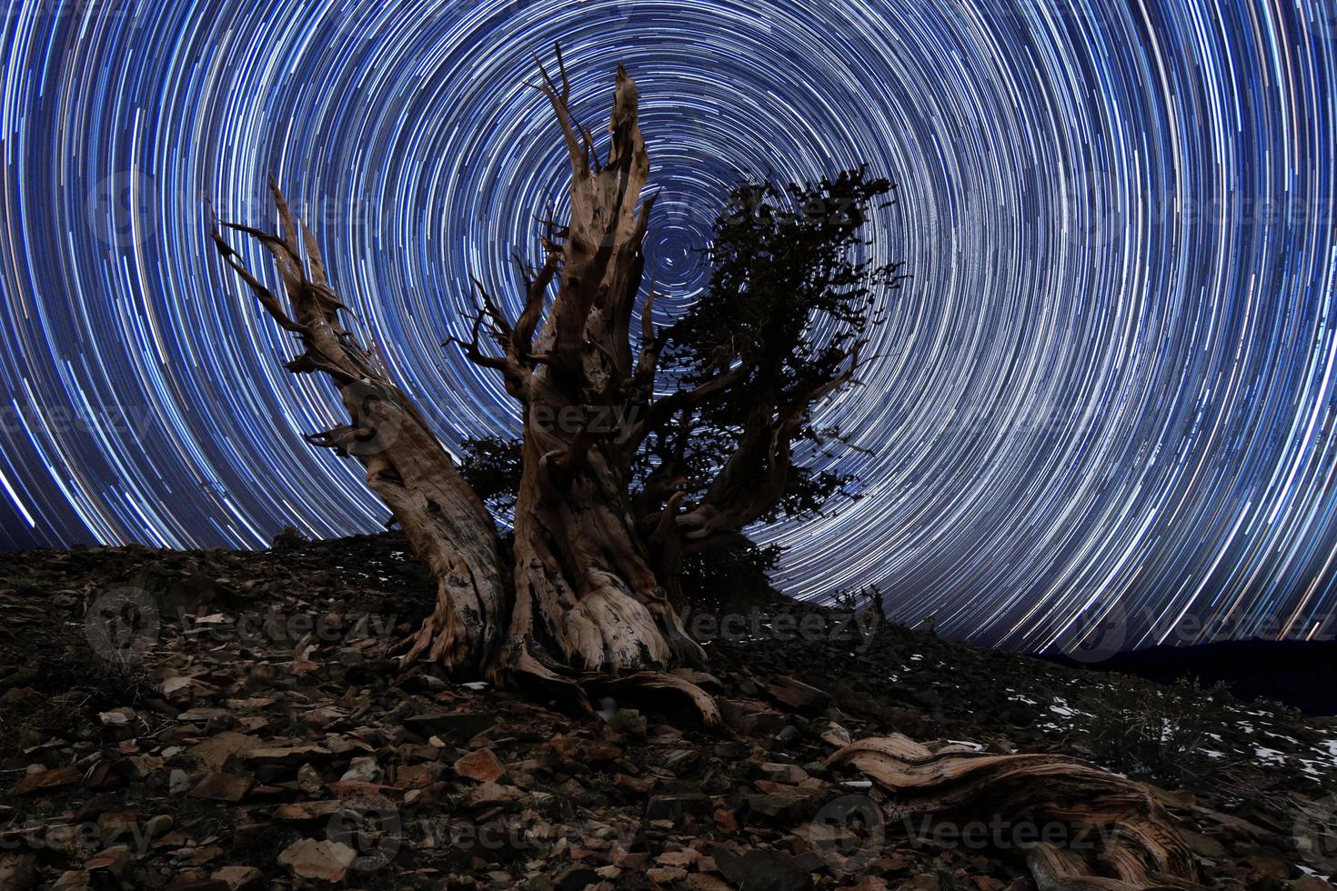 hell gemalte Sternenlandschaft in Bristlecone-Kiefern foto