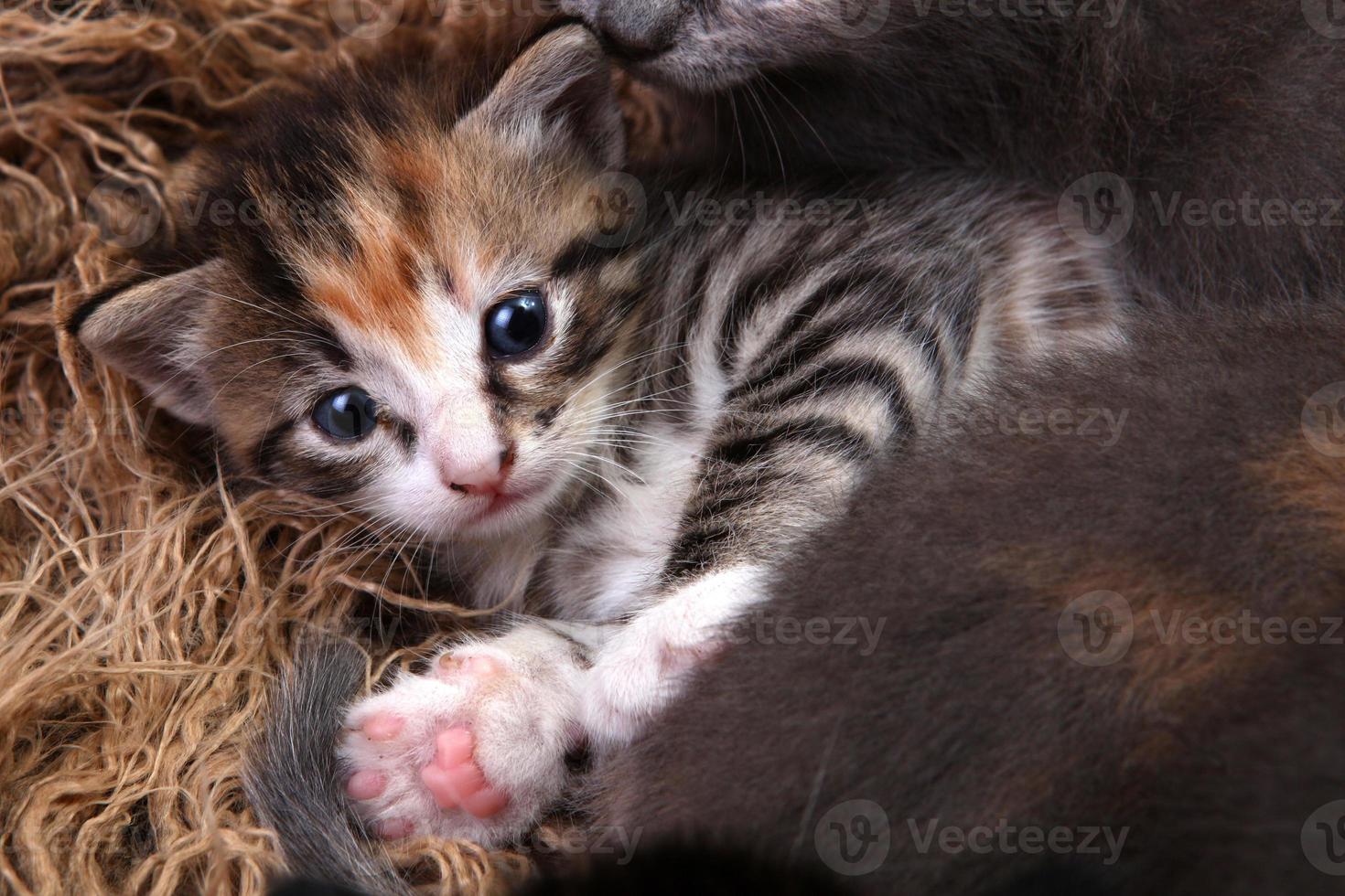 Babykätzchen, das mit Geschwistern in einem Korb liegt foto