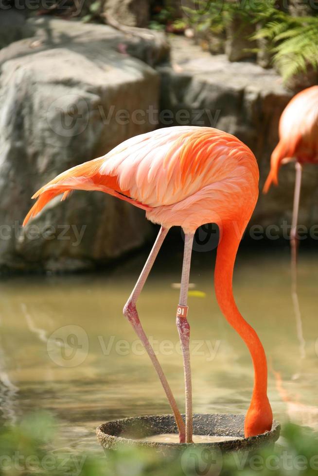 Flamingo draußen essen foto