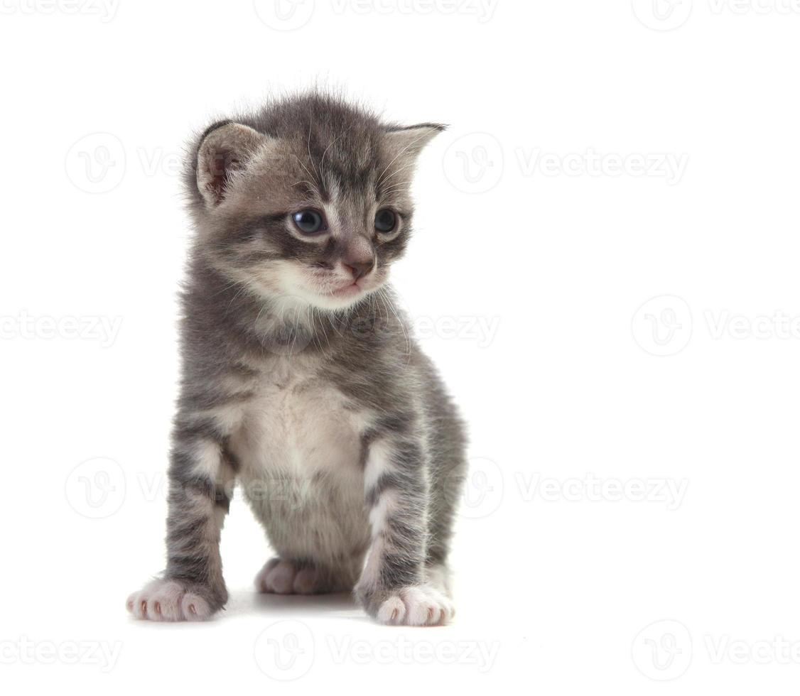 Baby süßes Kätzchen auf weißem Hintergrund foto