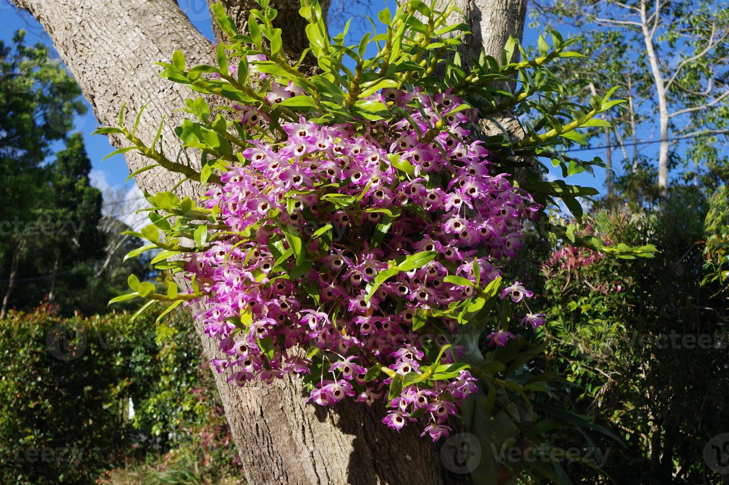 Dendrobium nobile im vollen Flug foto