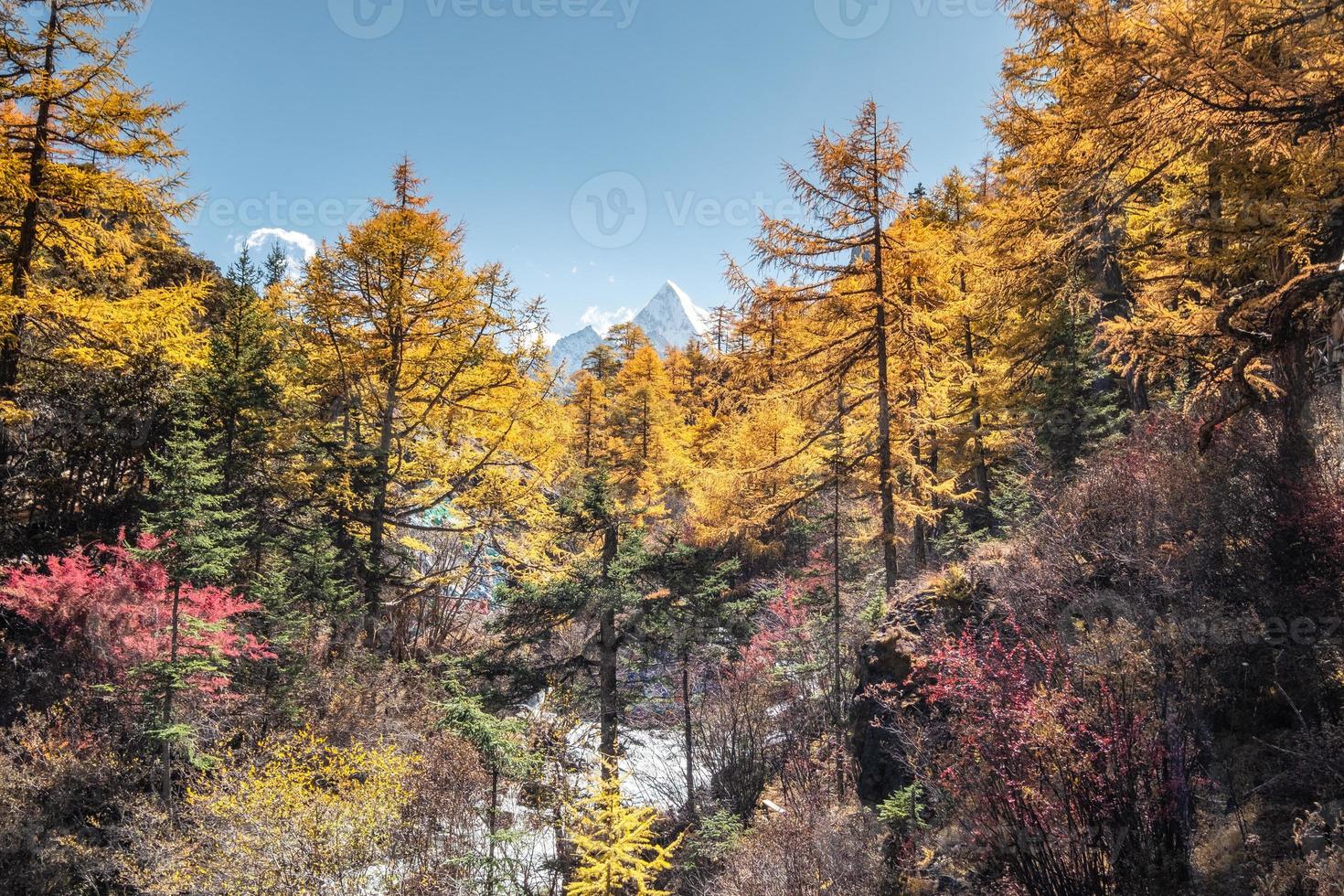 bunter Kiefernwald mit heiligem Berg im Herbst foto