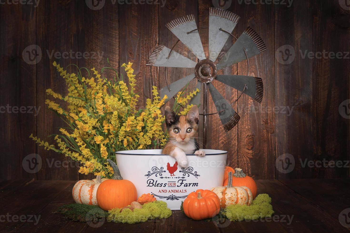 entzückendes Kätzchen in einer Farm-Themenumgebung foto